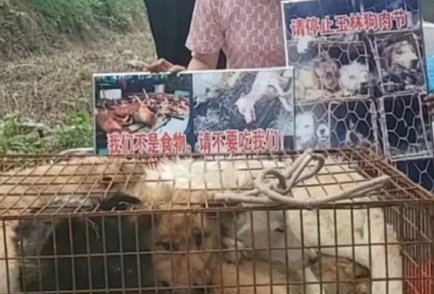 Thousands of dogs, both stray and pets, are snatched off the streets or stolen from families, and then crammed into tiny wire cages where they are then transported across China to Yulin