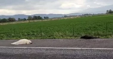 Horrifying footage posted to social media shows the moments after police shot dead two dogs on the side of an Idaho highway after they escaped their owner's yard
