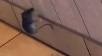 Just as they were about to leave after finishing their food, Ms Cottrell said the mouse started