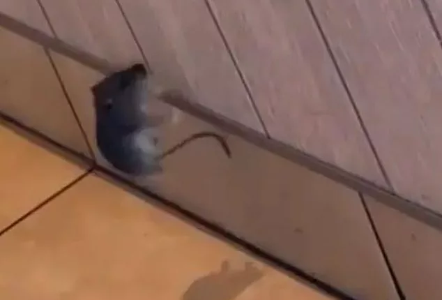 Just as they were about to leave after finishing their food, Ms Cottrell said the mouse started