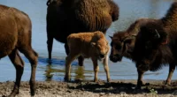 Man pleads guilty to disturbing Yellowstone bison calf that later had to be killed by rangers