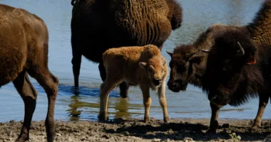 Man pleads guilty to disturbing Yellowstone bison calf that later had to be killed by rangers