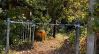 Police have launched an urgent search for a mother who is believed to have given birth in park - as mystery surrounds whether the child is dead or alive