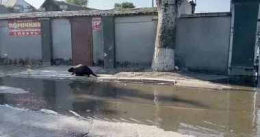 Beavers pictured on the streets of Kherson as flooding begins in the occupied Kherson and Kherson region after the destruction of Kakhovka Hydroelectric Power Plant