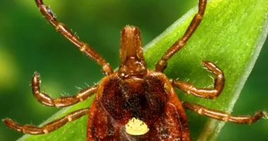 Protect your pets from ticks in North Dakota