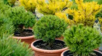 It is intended to be used by plant retailers, nurseries and horticulturalists so it can be integrated into labelling, communications and at point-of-sale checkouts (file image)