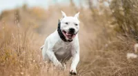 Irresponsible owners could face jail time under a raft of tougher measures put forward by the Queensland government to reduce dog attacks. One of the suggestions is a ban on pit bull terriers (pictured)
