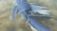 A blue shark was spotted on Wednesday morning off a dock on the island of Arousa in the Galician province of Pontevedra