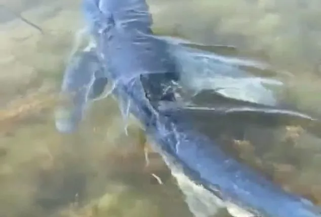 A blue shark was spotted on Wednesday morning off a dock on the island of Arousa in the Galician province of Pontevedra