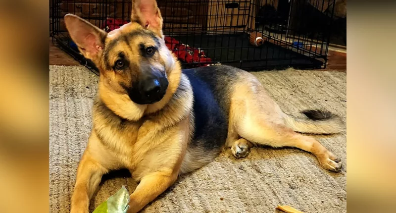 Sylacauga dog training facility accused of animal abuse