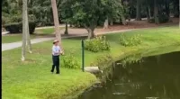 Surveilllance video shows the man standing on the grassy edge of the pond patiently waiting to catch a fish when suddently the gator emerges.