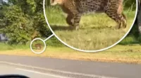 A video shows a large cat with spots roaming around on a grassy bank beside the road