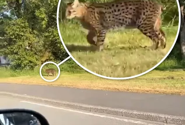 A video shows a large cat with spots roaming around on a grassy bank beside the road