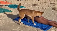 Dingo mauls young boy in his father’s arms in Happy Valley, K’gari