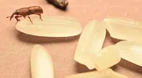 Are Rice Weevils Harmful or Safe to Eat?