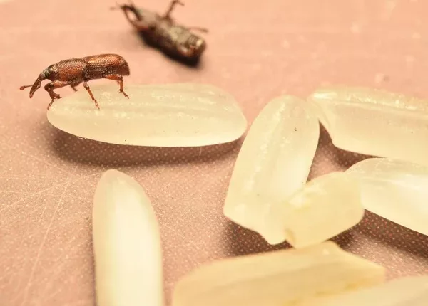 Are Rice Weevils Harmful or Safe to Eat?