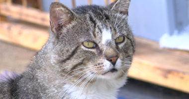 Meet Mr. Pickles: Marion, Virginia's unofficial feline Mayor