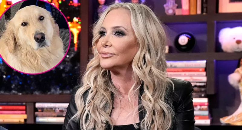 Animal Control Is Now Involved in 'RHOC' Star Shannon Beador's DUI Drama Seo: