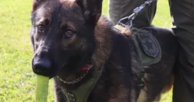 Columbia County Sheriff’s Office searches for missing K-9