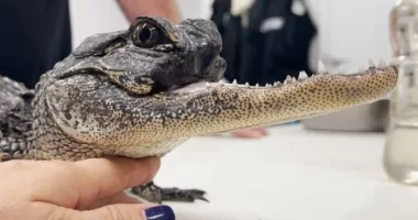 Gatorland introduces alligator missing upper jaw as new member of the park