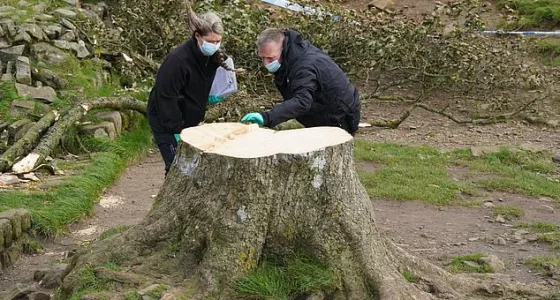 Northumberland Police announced tonight that it a second man, in his 60s, has been arrested in connection with the felling of the tree at Sycamore Gap in Northumberland. Pictured: Forensic officers at the trees stump earlier today