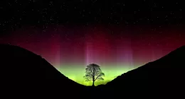 A large sycamore tree is silhouetted in front of colourful lights.