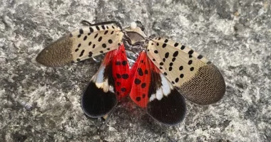 Spotted lanternfly has spread to Illinois, threatening to crops and trees