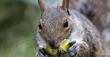 Tales of the Absurd: Venezuelan Man Allowed to Enter US Illegally, but Not His Pet Squirrel