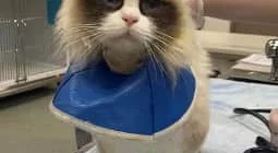A ragdoll cat with a bandaged front left foot standing on a surgery table.