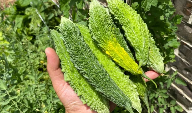 10 Health Benefits of Bitter Melon That Will Surprise You