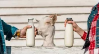 11 Surprising Health Benefits Of Goat Milk | Stock Photo