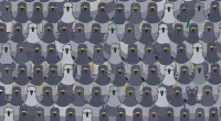 Amongst the pigeons, a cat is hiding