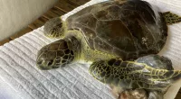 3 sea turtles released into wild after rehabbing in Florida