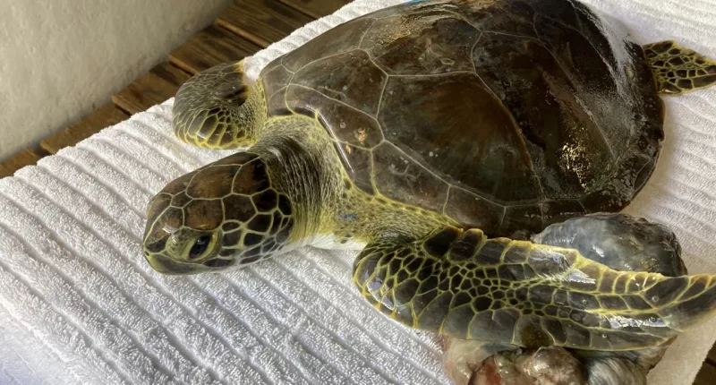 3 sea turtles released into wild after rehabbing in Florida