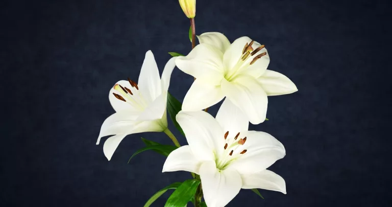 Ankeny Iowa Jack Meyer Obituary And Death Cause Explored