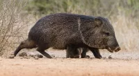 Arizona golf course operators use chili oil to repel javelinas tearing up turf