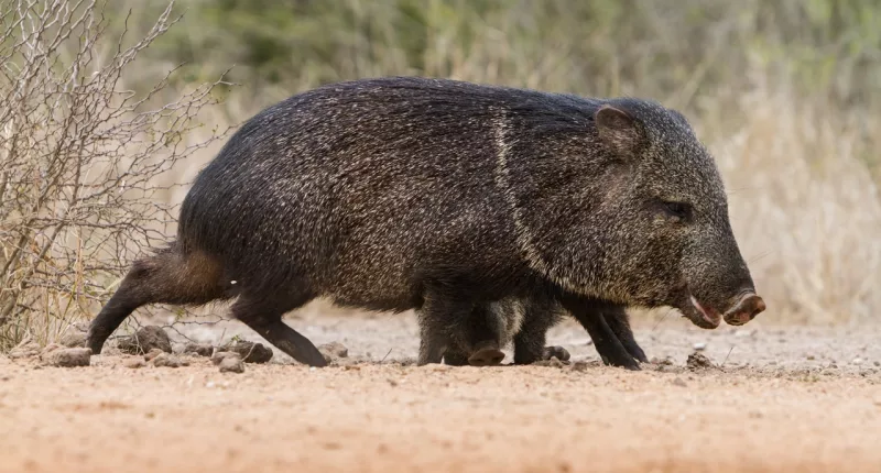 Arizona golf course operators use chili oil to repel javelinas tearing up turf
