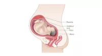 Baby Weight At 32 Weeks in KG