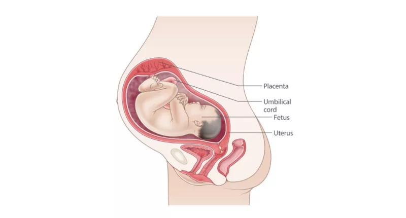 Baby Weight At 32 Weeks in KG