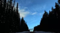 Banff Grizzly Death