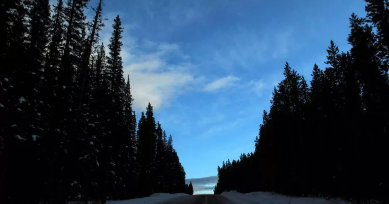 Banff Grizzly Death: A Canadian Couple Killed In Bear Attack