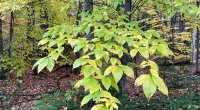 Beech leaf disease reported for first time in Vermont