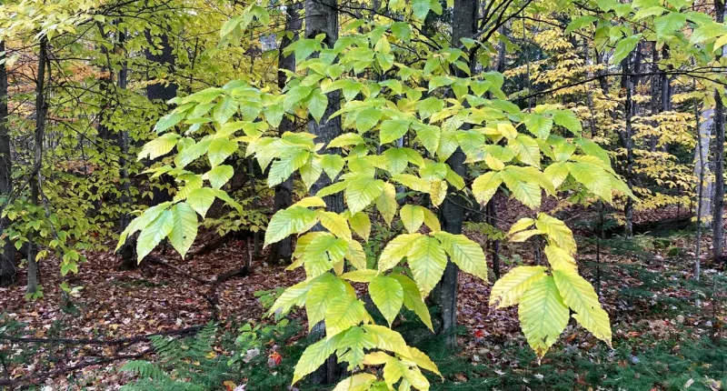Beech leaf disease reported for first time in Vermont