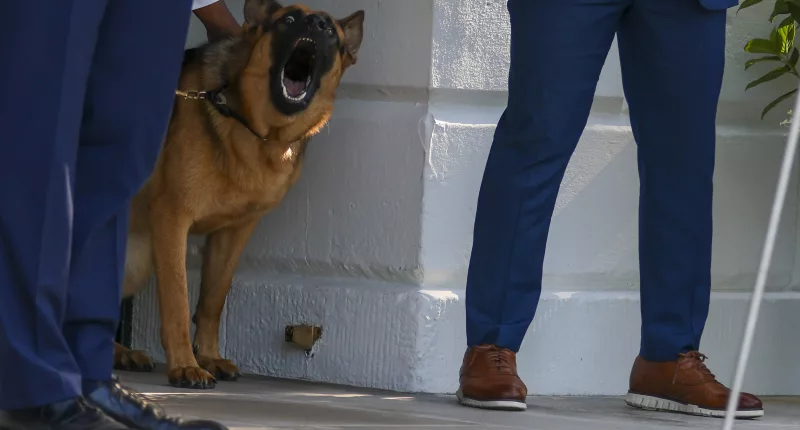 Commander Biden has been removed from the White House after another biting incident