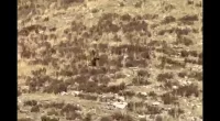 Couple believes video proves Bigfoot