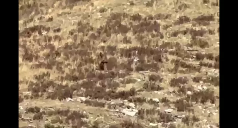 Couple believes video proves Bigfoot