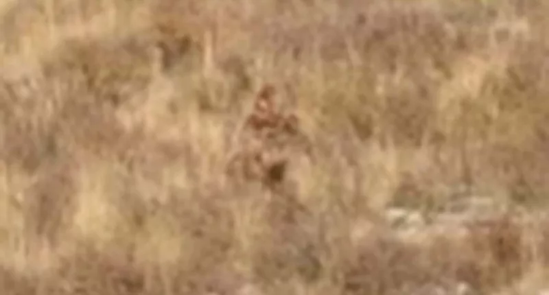 'Bigfoot' caught on camera during couple's romantic getaway in Colorado