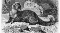 The Irving family claimed a talking mongoose was haunting their farm