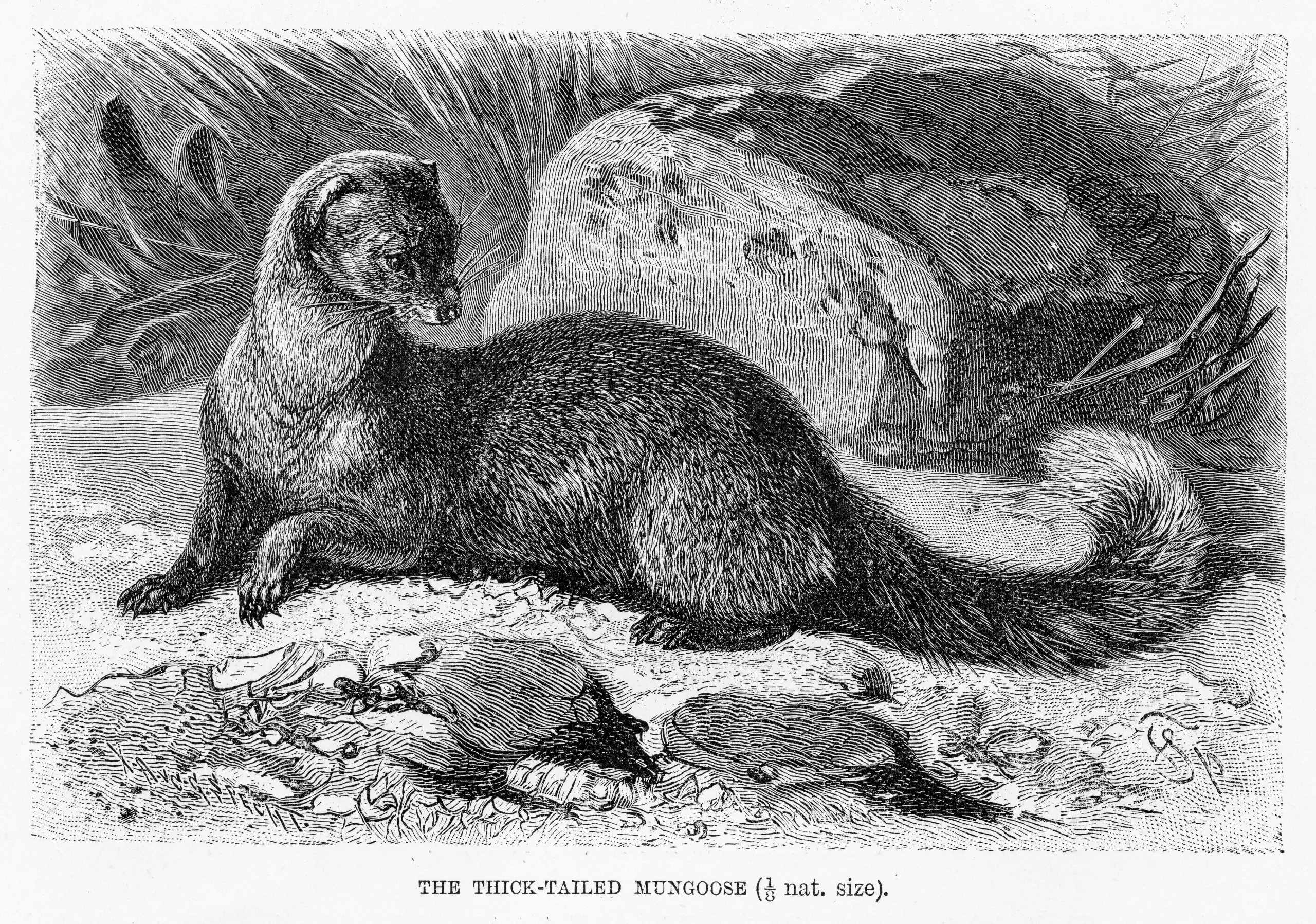 The Irving family claimed a talking mongoose was haunting their farm