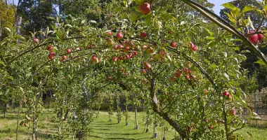 CRUNCH TIME: How an abandoned allotment could reignite Britain's ancient love for eccentric apples